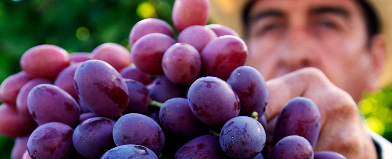 Our Grapes
