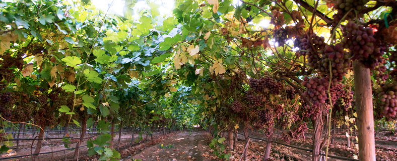 Our Vineyards