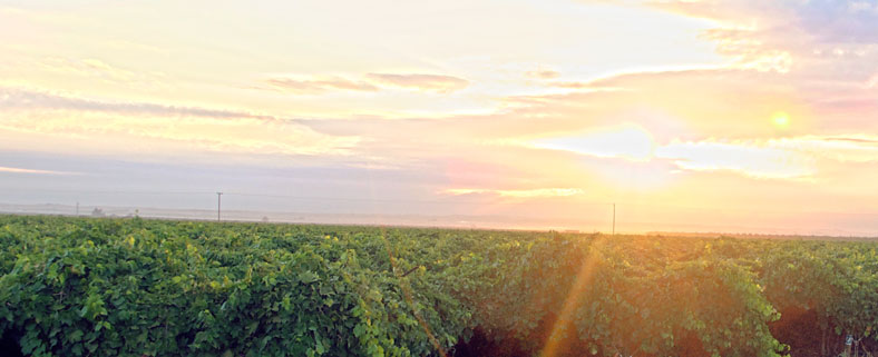 Our Vineyard